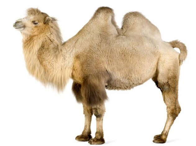 camel and its belly to add strength