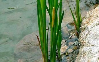 Calamus marsh, its roots are used to increase male potency