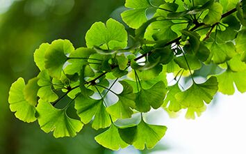 Ginkgo Biloba heals the male body, increases blood flow in the pelvic organs
