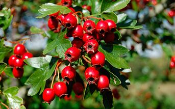 Hawthorn increases male libido, but can lower blood pressure