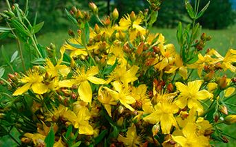 St. John’s wort is a natural aphrodisiac and an effective antidepressant for men